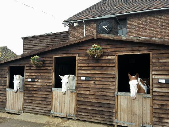 Trent Park Equestrian Centre